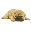 06133_Shar Pey 06133_Shar Pey